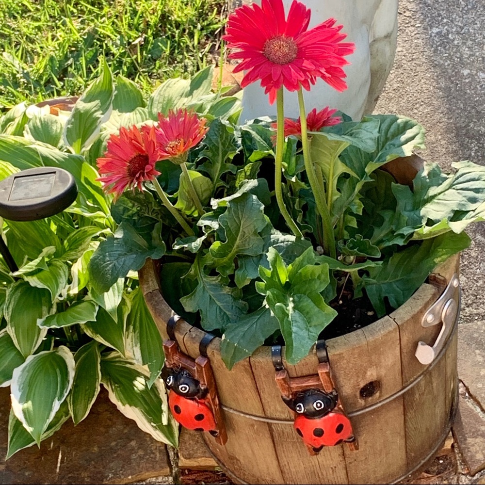 Pot Hanger (2) Lucky Ladie Bugs  NWT